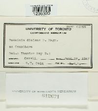 Puccinia dioicae image