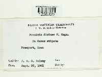 Puccinia dioicae image