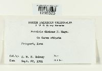 Puccinia dioicae image