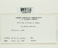 Puccinia dioicae image