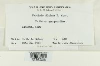 Puccinia dioicae image