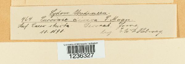 Puccinia dioicae image