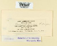 Puccinia dioicae image