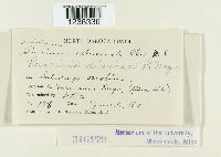 Puccinia dioicae image