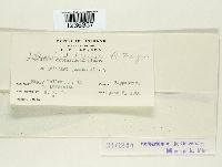 Puccinia dioicae image