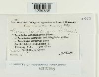 Puccinia dioicae image