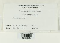 Puccinia dioicae image