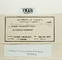 Puccinia dioicae image