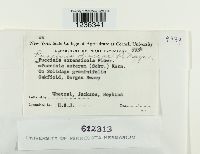 Puccinia dioicae image