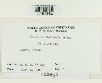 Puccinia dioicae image