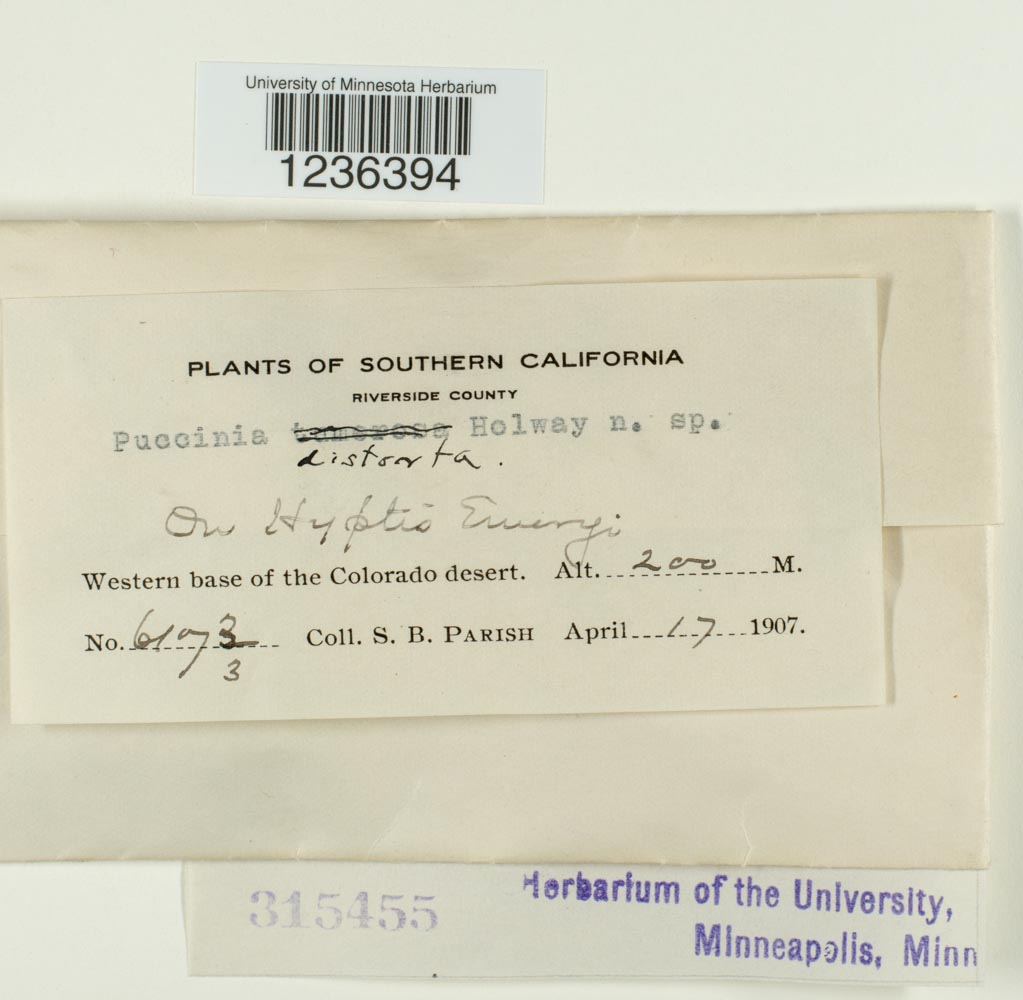 Puccinia distorta image