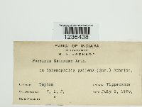 Puccinia drabae image