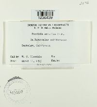 Puccinia drabae image