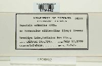 Puccinia drabae image