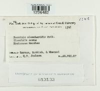 Puccinia eleocharidis image