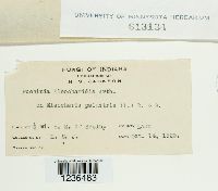 Puccinia eleocharidis image