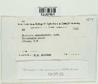 Puccinia eleocharidis image