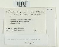 Puccinia eleocharidis image