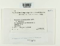 Puccinia eleocharidis image