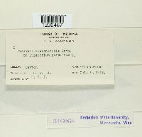 Puccinia eleocharidis image