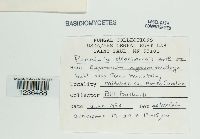 Puccinia eleocharidis image