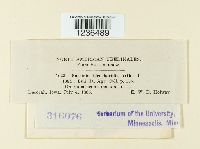 Puccinia eleocharidis image