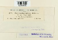 Puccinia eleocharidis image