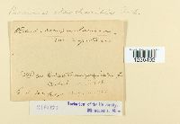 Puccinia eleocharidis image