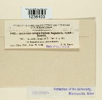 Puccinia eleocharidis image