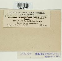 Puccinia eleocharidis image