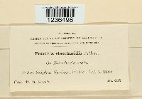 Puccinia eleocharidis image