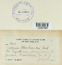 Puccinia eleocharidis image