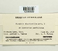 Puccinia eleocharidis image