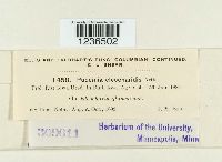 Puccinia eleocharidis image