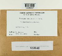 Puccinia eleocharidis image