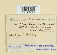 Puccinia eleocharidis image