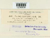 Puccinia eleocharidis image