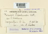 Puccinia eleocharidis image