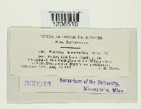 Puccinia eleocharidis image