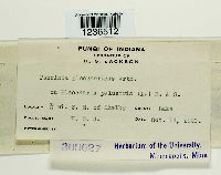 Puccinia eleocharidis image