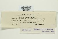 Puccinia eleocharidis image