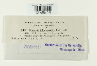 Puccinia eleocharidis image