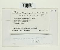 Puccinia eleocharidis image