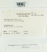 Puccinia ellisiana image