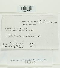 Puccinia ellisiana image