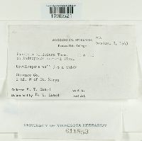 Puccinia ellisiana image