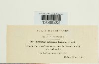 Puccinia ellisiana image