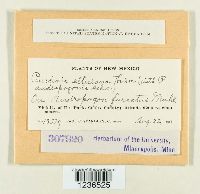 Puccinia ellisiana image