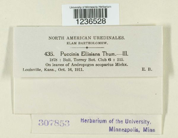 Puccinia ellisiana image