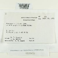 Puccinia ellisiana image